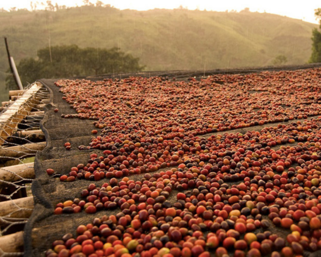 Le café artisanal : un vrai savoir-faire